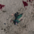 ravaged beach overhead shot featured image baldur's gate 3 walkthrough