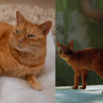 stray cat comparison